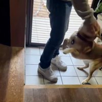 喜ぶごんちゃん