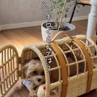 「成長しても小さい」予想でした