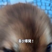 アップの犬1