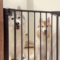 ゲートの前で笑顔で座る2頭の犬