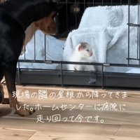 子猫を見守る犬