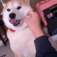 撫でられて舌を出す犬