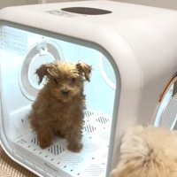 扉を噛む犬3