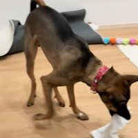 雑巾を持ち帰る犬