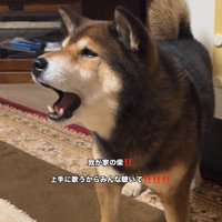 歌うしゅんくん