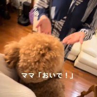 犬に手を差し出す3