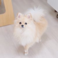 カメラを見上げる犬