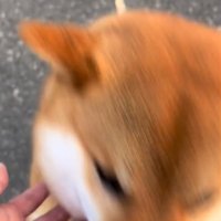 アップの犬