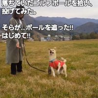 飼い主が投げたゴルフボールをキャッチしようと口を開ける犬