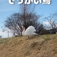 白鳥