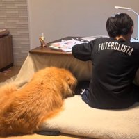 隣に座る犬