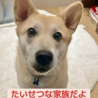 ドアップのすいちゃん