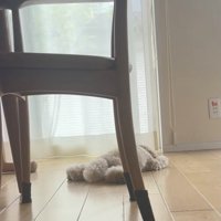 最後に尻尾がぺたん