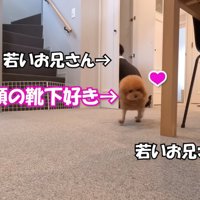 靴下を見て男性に近寄る茶色い犬