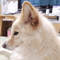 つるちゃんの伏せ3