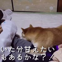 女性の膝を前足でしがみつく犬