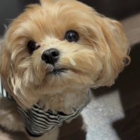 マルプーの『ちゅらみ』ちゃん