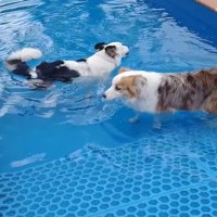 プールで遊ぶ二匹のボーダーコリー