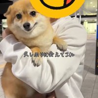 あずきちゃんとママの再会