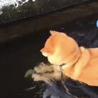 両手でモノを抑える犬