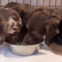 1つの皿でごはんを食べる3匹の子犬