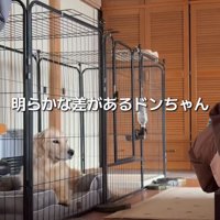 ケージの中で座る犬