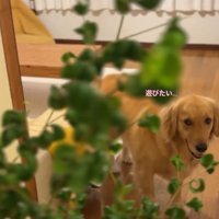 たくらみ顔のにこちゃん