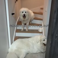 階段下から退かない犬