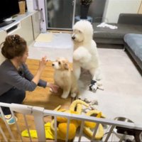 同居犬に「お手」と言ったら…