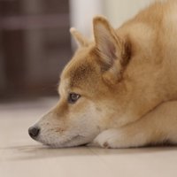 ウトウト