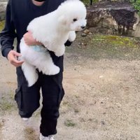 飼い主に抱き抱えられる犬