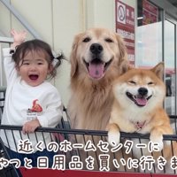 カートに乗ってお買い物