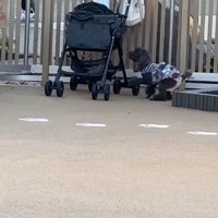 ドッグランでのジュプンちゃん4