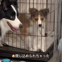 ケージの中にいる子犬