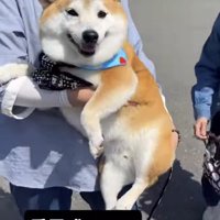 抱っこされるムチムチの柴犬