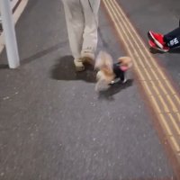 CoCoちゃんとパパさんの再会4