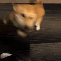 ぐるぐる回る保護犬