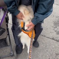 立ち上がって老年男性に背中をくっつける犬