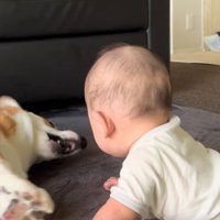 何度も小さく吠えるこた君