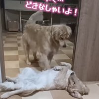 前足でチョンチョン
