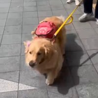 駆け寄ってくる犬