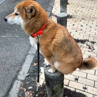車止めの上に鎮座！！