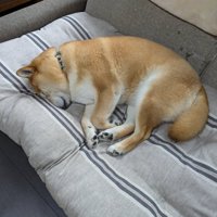 尊い