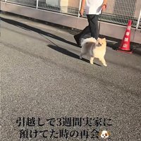 サニーくんとすれ違う飼い主さん