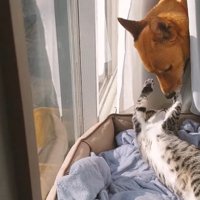 窓際で寝転がっている猫に顔を近づける犬