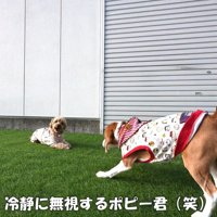 オヤツを狙うペコちゃんVS無視するポピーくん