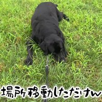 ムニくんのお散歩拒否4
