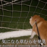 草むらに釘付けの柴犬