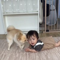 子どもの顔を舐める犬