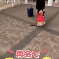 男性のもとへ駆け寄る犬